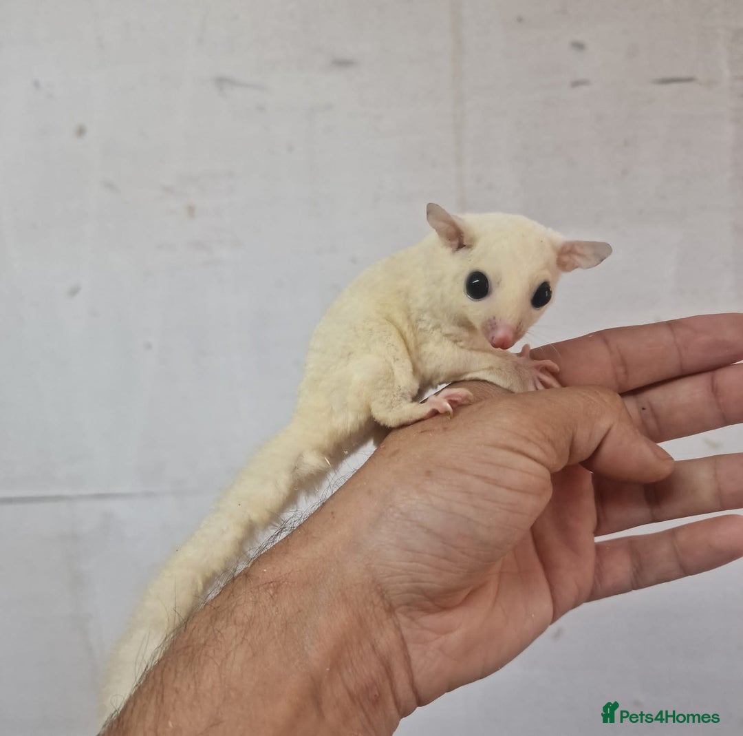 Sugar Glider rodents for sale: Baby Joey Sugar Gliders - Image 2