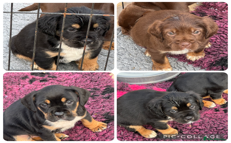 Mixed Breed dogs - Advert 9