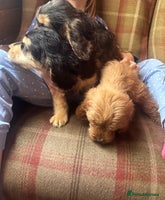 Mixed Breed dogs - Advert 6