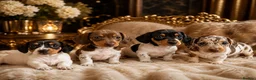 Miniature Dachshund dogs for sale:  Mini dachshunds female  - Advert 18