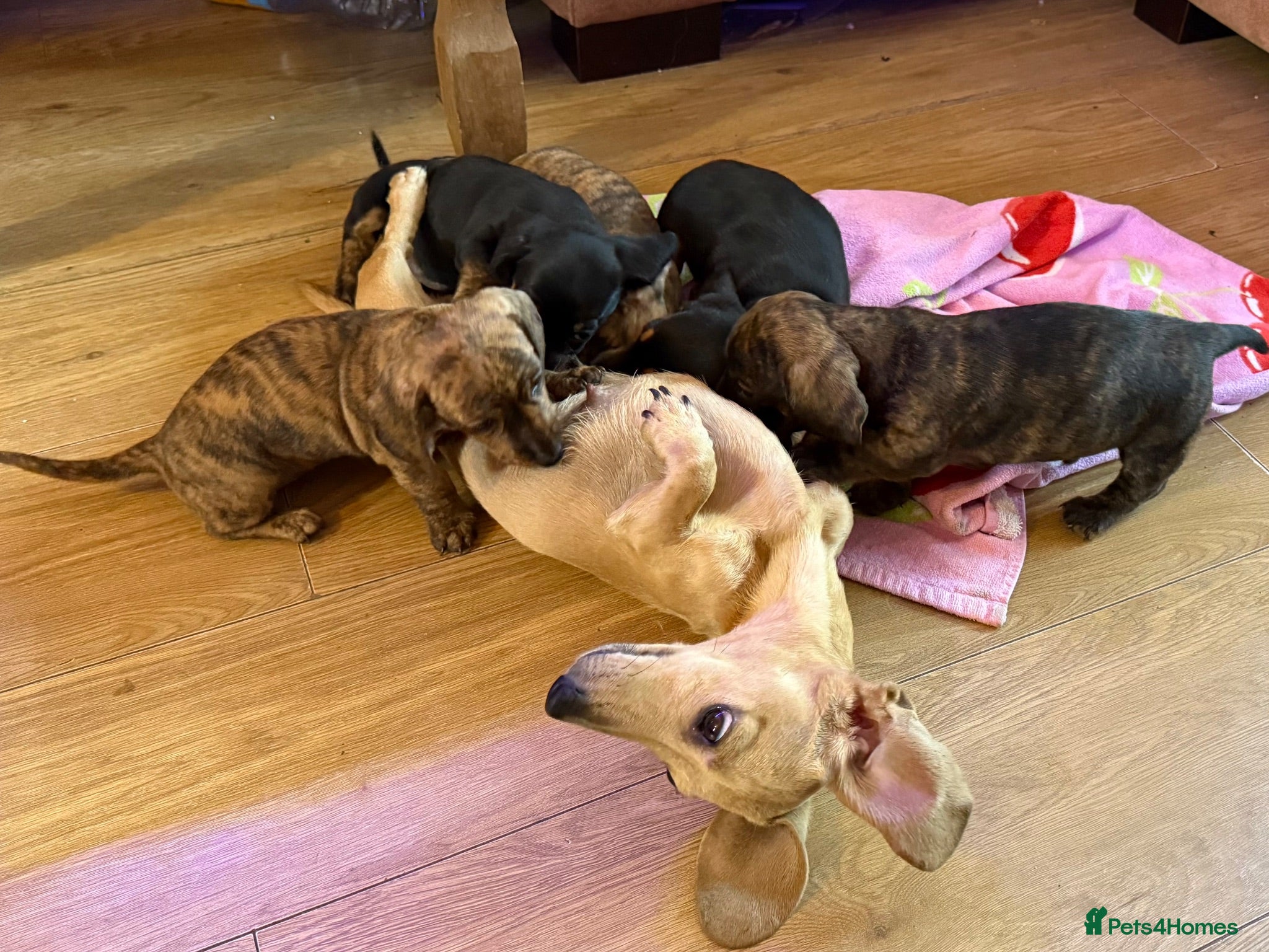 Miniature Dachshund dogs READY NOW red Brindle boy miniature dachshund  - Advert 16