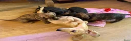 Miniature Dachshund dogs for sale: READY NOW red Brindle boy miniature dachshund  - Advert 15