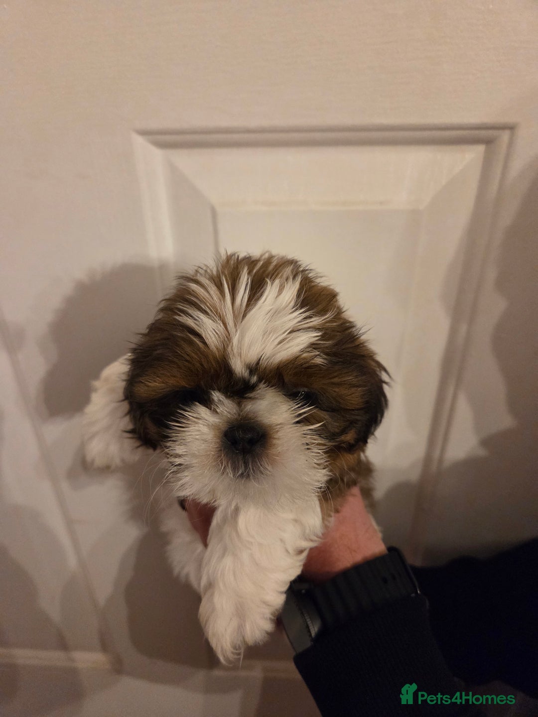 Shih Tzu dogs for sale: 5 stunning kc registered shih tzu pups - Image 3