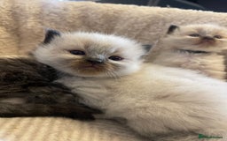 Mixed Breed cats for sale: Health Tested Perdolls - Image 21