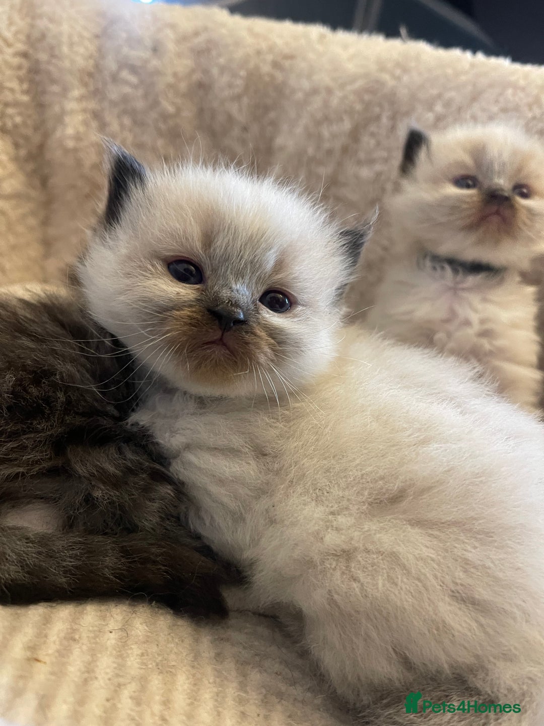 Mixed Breed cats for sale: Health Tested Perdolls - Image 21
