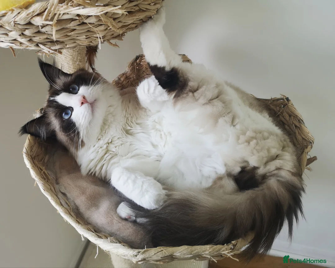 Ragdoll cats for stud: ✨Stunning proven seal Bi-colour boy for stud 🐈 in London - Advert 2