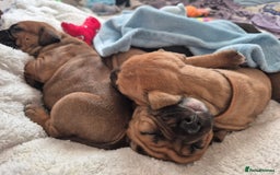 Mixed Breed dogs for sale: Bullmastiff x puppies 🐶  - Image 5