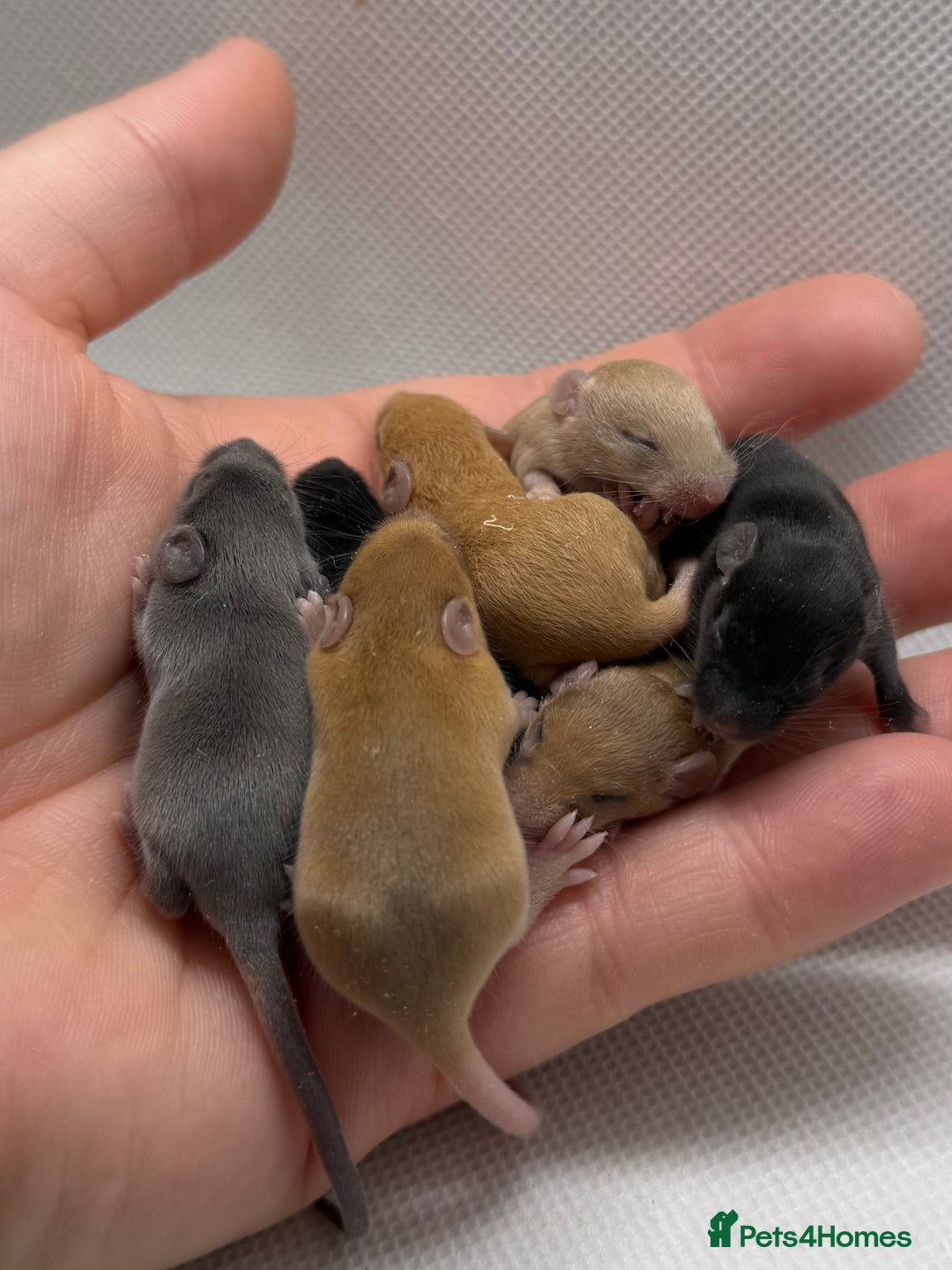 Mouse rodents for sale: Ethically Bred Mouse Pups - Waiting List Open!  - Advert 10