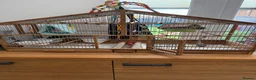 Conures birds for sale: Conure for sale  in Wokingham - Advert 5