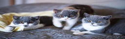 British Shorthair cats for sale: GCCF and TICA Registered -Show Quality BSH. - Advert 11