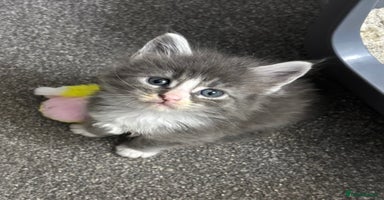 Maine Coon cats - Advert 9