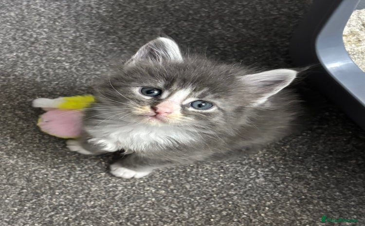 Maine Coon cats - Advert 2
