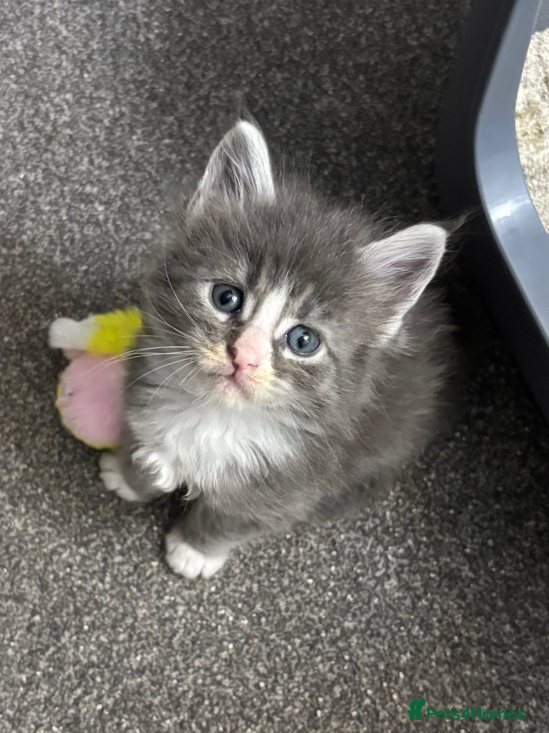 Maine Coon cats for sale: Beautiful RARE coloured Maine Coons - Image 2