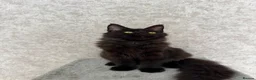 Maine Coon cats for sale: Stunning Purebred TICA Reg Maine Coon Kittens in London - Advert 27