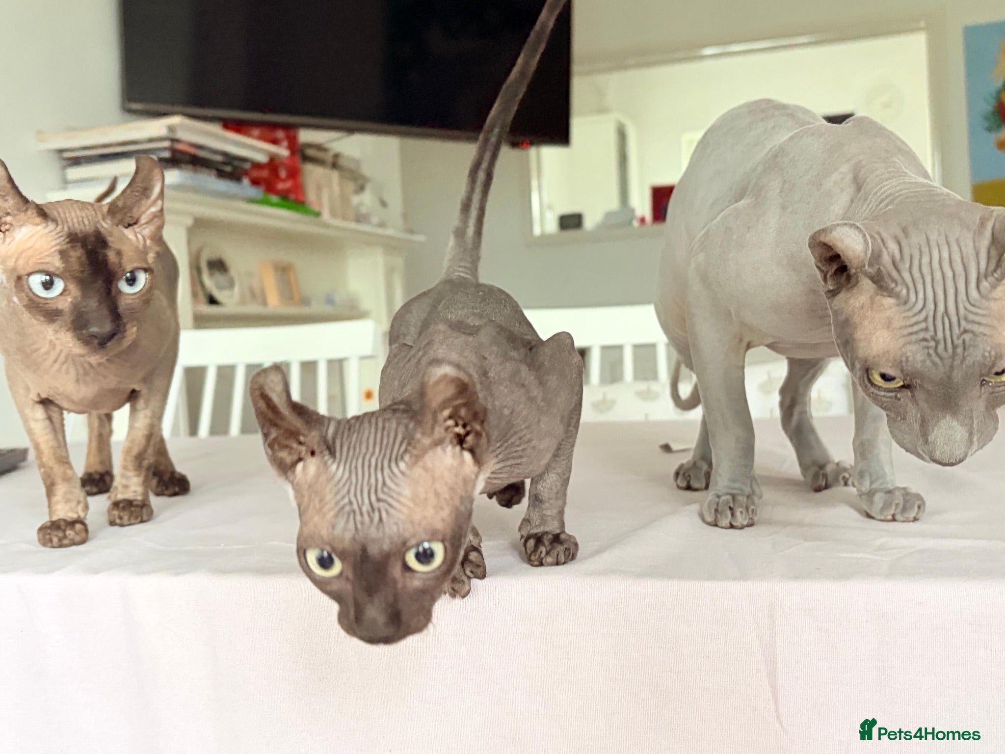 Sphynx cats Female Elf Sphynx Kitten – TICA Registered Parents - Advert 4
