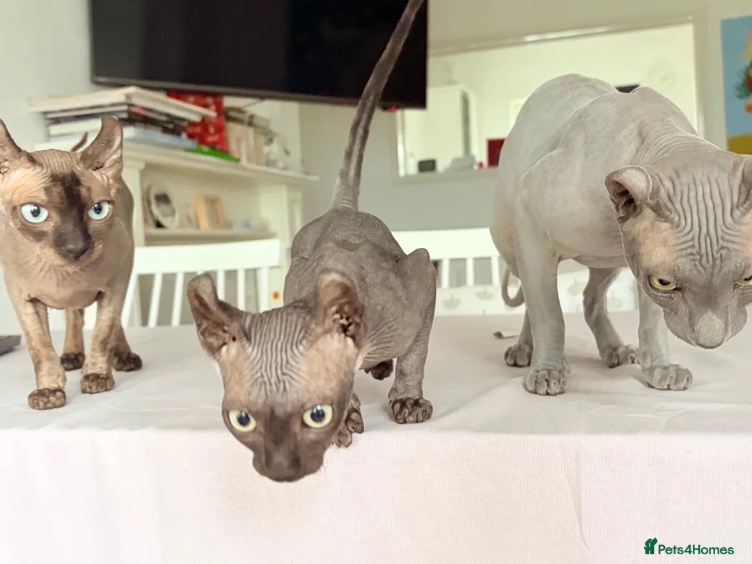 Sphynx cats for sale: Female Elf Sphynx Kitten – TICA Registered Parents - Advert 1