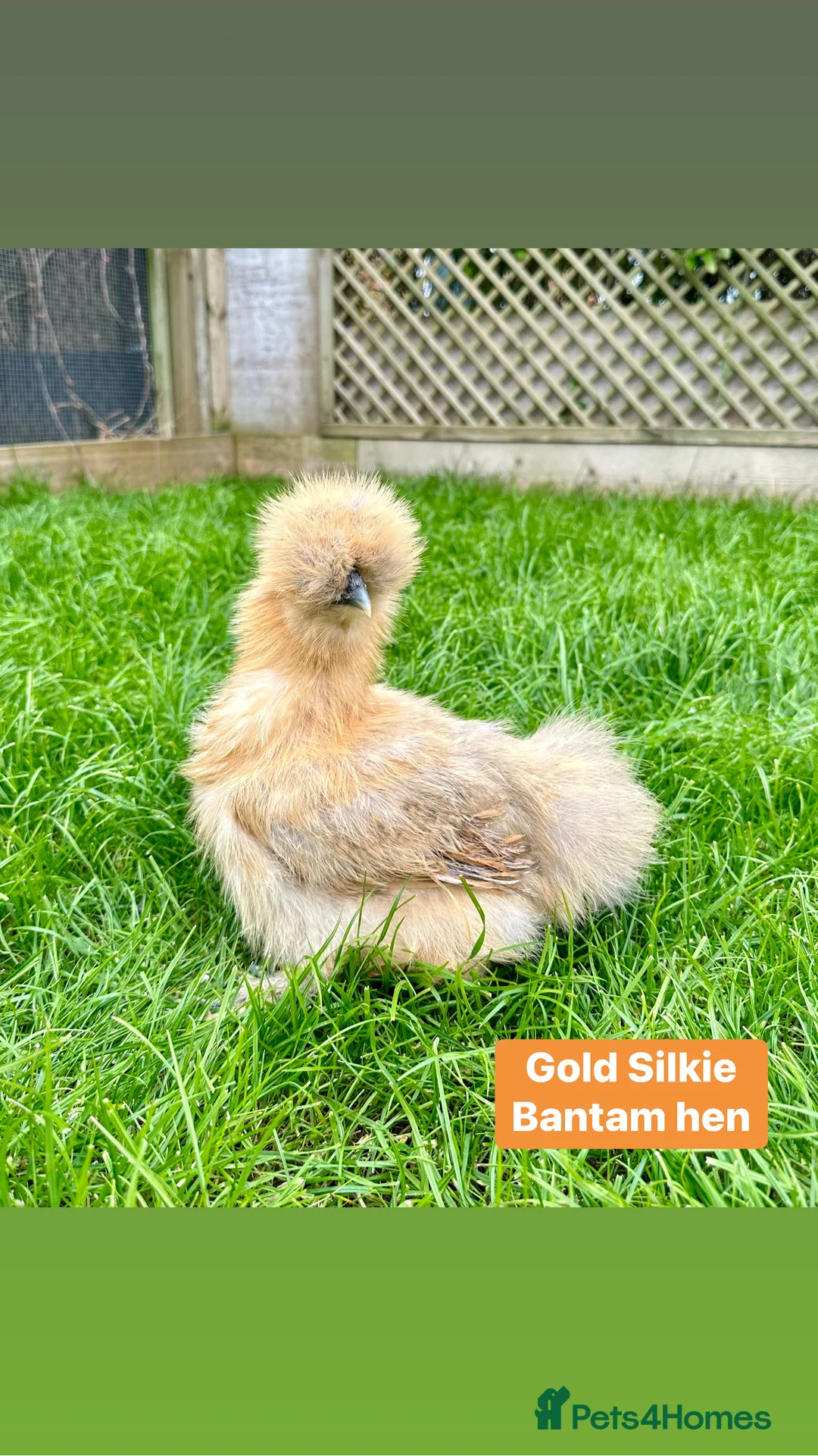 Chickens poultry for sale: Pure breed bantam hens at point of lay - Advert 11