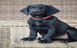 Cockerdor dogs for sale: Cockerdor Puppies - Image 1