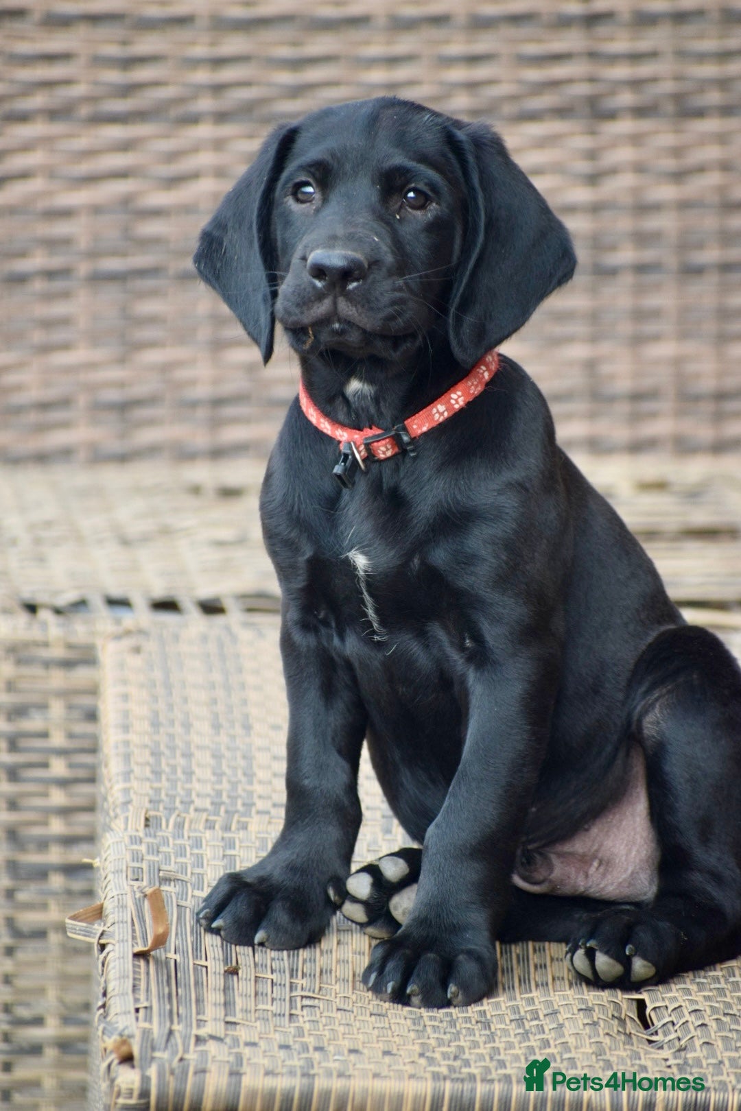 Cockerdor dogs for sale: Cockerdor Puppies - Image 1