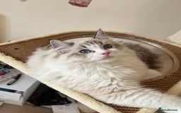 Ragdoll cats for sale: Super seewt Pure Ragdoll - Image 1