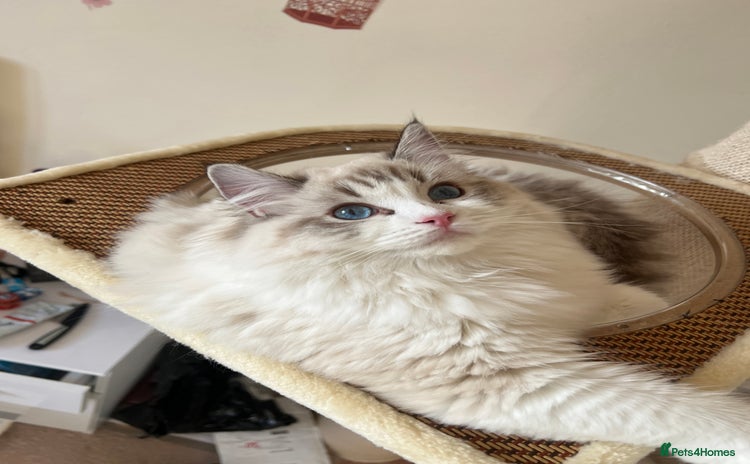Ragdoll cats - Advert 4