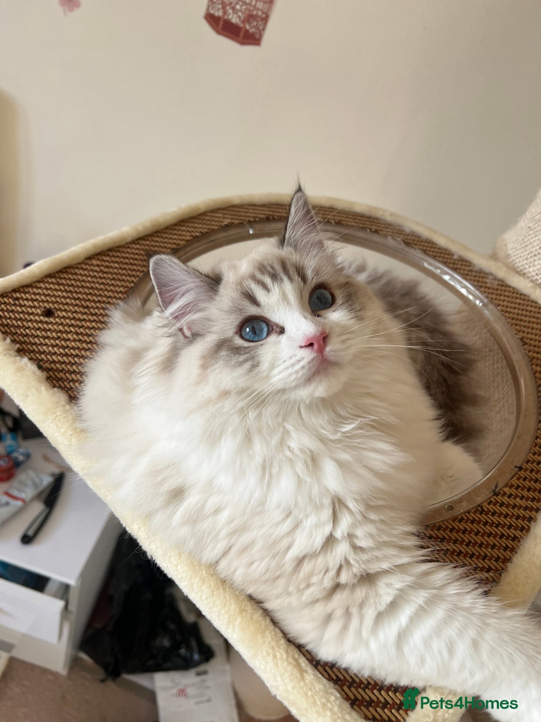 Ragdoll cats for sale: Super seewt Pure Ragdoll - Image 1
