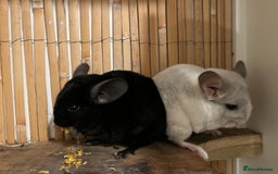 Chinchilla rodents for sale: 2 female chinchillas 1 black and 1 white  - Advert 2