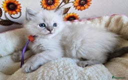Ragdoll cats for sale: Registered male Ragdoll kittens  - Image 18