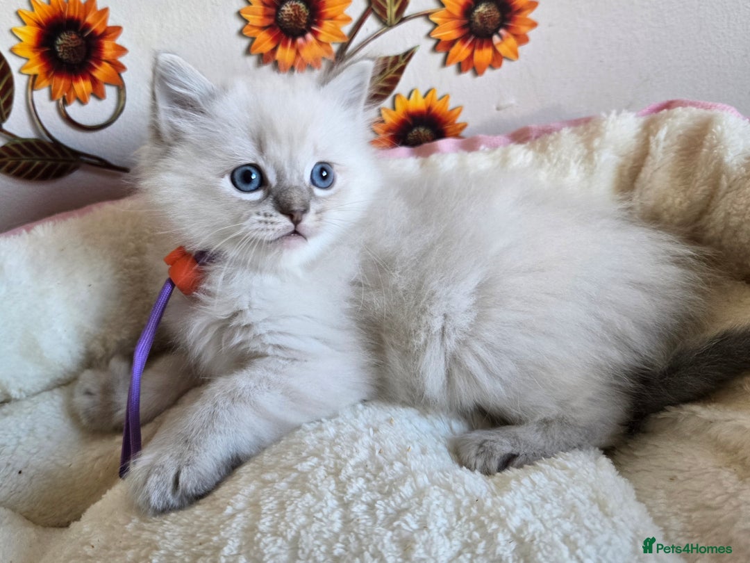 Ragdoll cats for sale: Registered male Ragdoll kittens  - Image 18