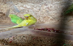 Budgerigars birds for sale: Baby Budgies for sale - Image 2