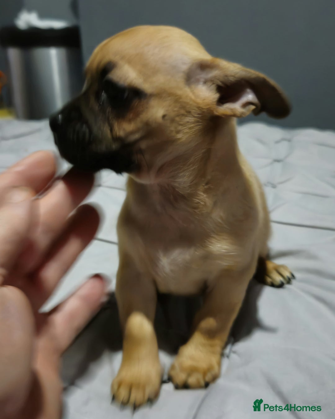 Chug dogs for sale: Beautiful chugs for sale  - Advert 6