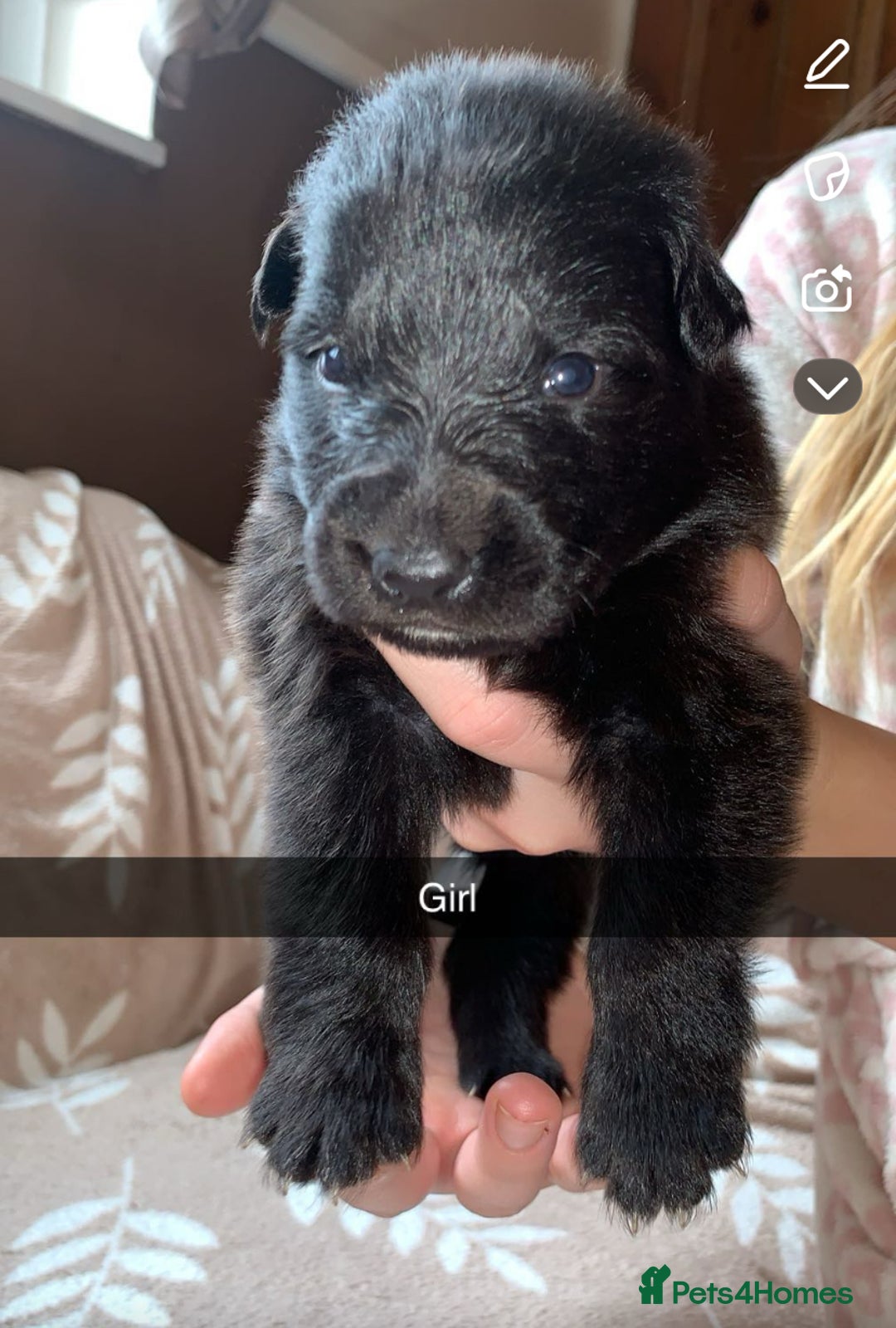 German Shepherd dogs for sale: BEAUTIFUL GERMAN SHEPS   - Image 11