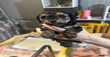 Yorkiepoo dogs - Advert 1