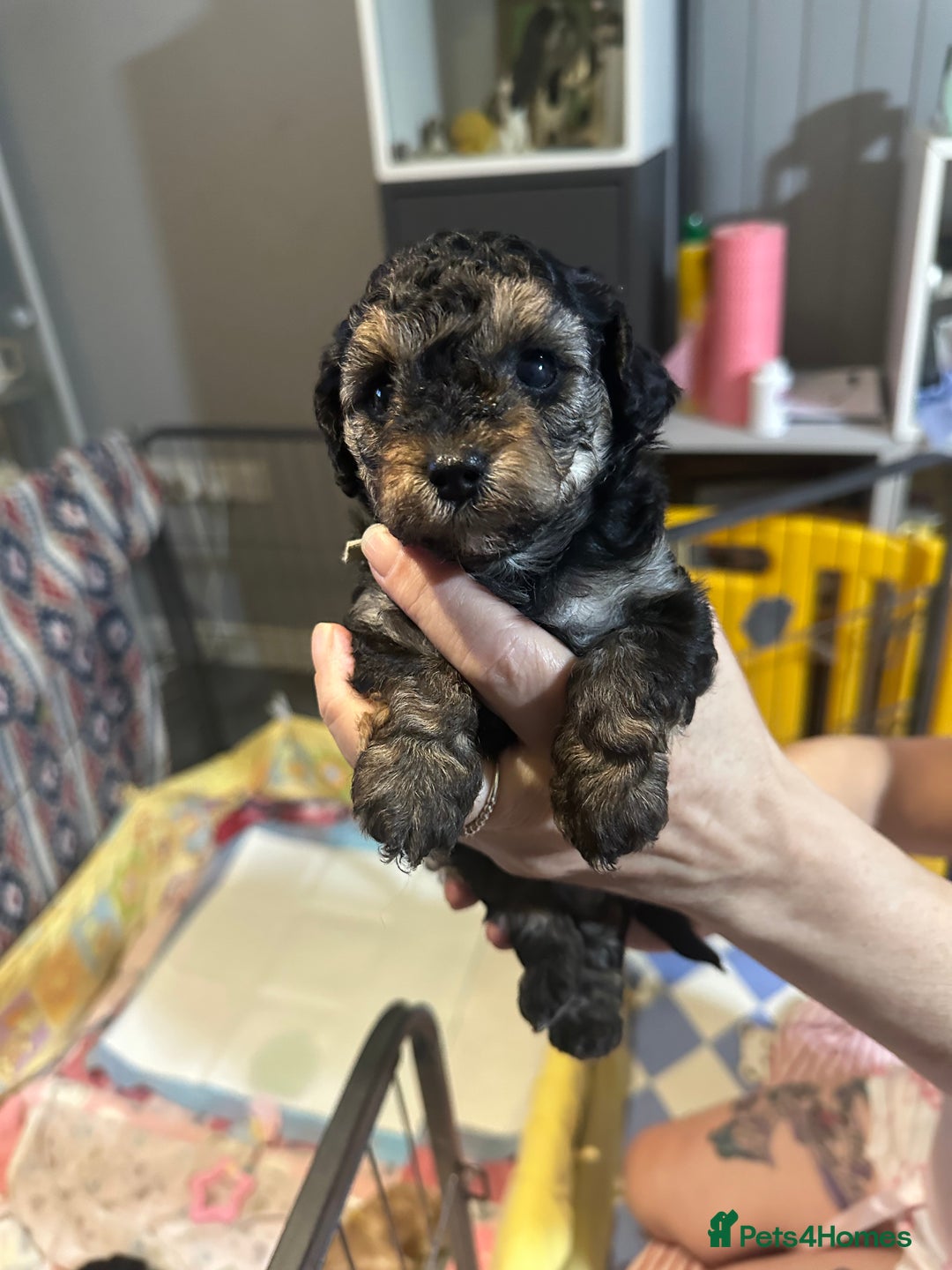Yorkiepoo dogs for sale: Yorkiepoo puppies for sale - Image 2