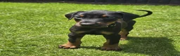 Dobermann dogs for sale: ☆☆Ready to leave Today  Black Doberman Puppies☆☆ - Advert 7