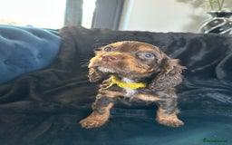Cocker Spaniel dogs for sale: BEAUTIFUL LITTER OF TRICOLOURED COCKER SPANIELS  - Image 32