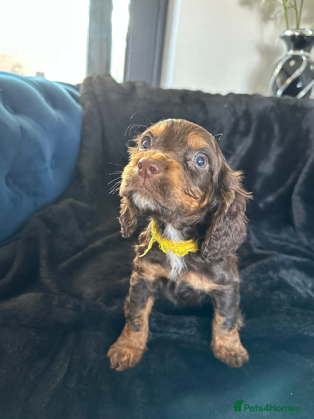 Cocker Spaniel dogs for sale: BEAUTIFUL LITTER OF TRICOLOURED COCKER SPANIELS  - Image 32