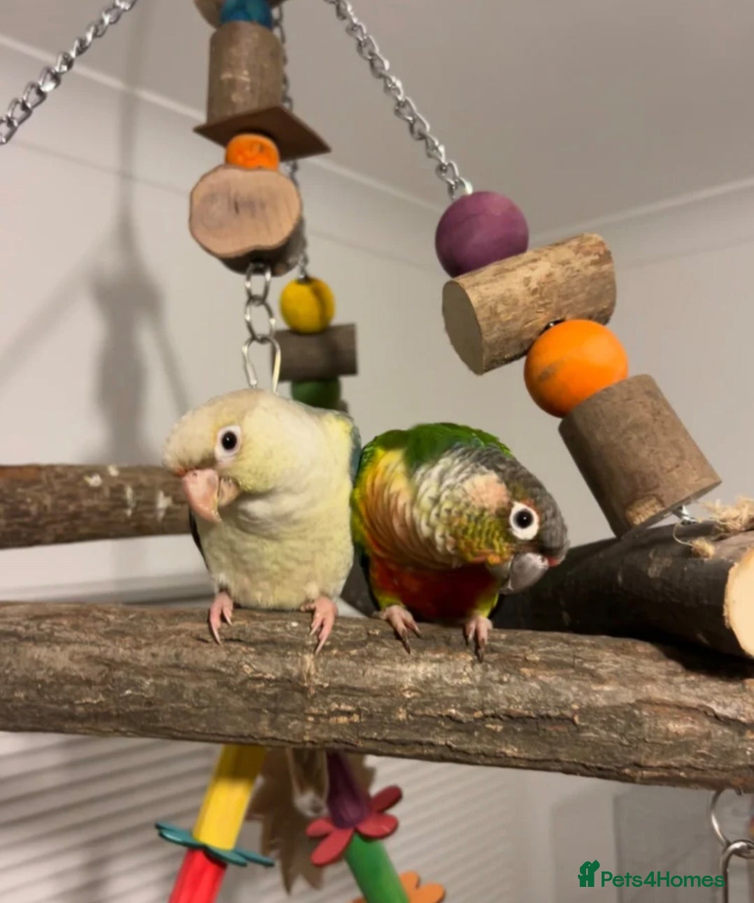 Finches birds Torquise cinnamon conure and green cheek - Advert 10