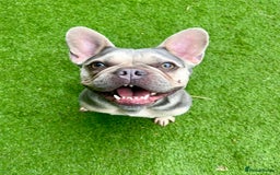 Mixed Breed dogs for adoption: Lovely Anita is looking for her forever home! - Image 9