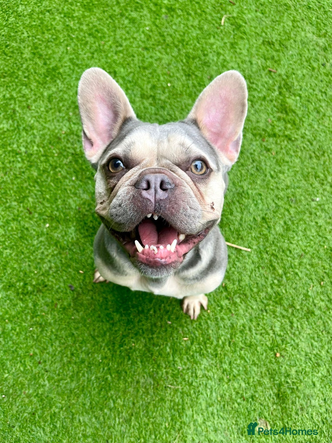 Mixed Breed dogs for adoption: Lovely Anita is looking for her forever home! - Image 9
