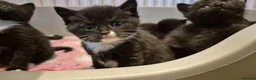 Mixed Breed cats for sale: British short hair cross  - Advert 3