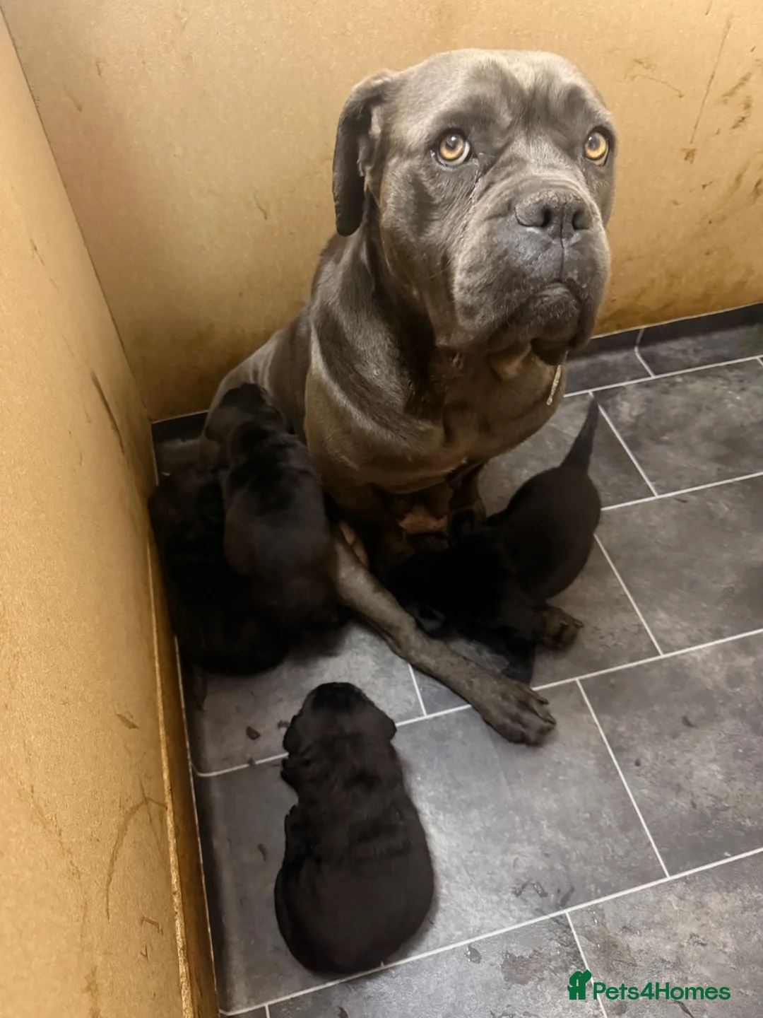 Mixed Breed dogs for sale: Loyal Rotticorso Puppies Black Coat,Powerful Build - Advert 5