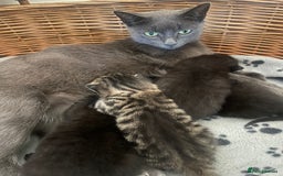 Mixed Breed cats for sale: Russian blue cross black and tabby kittens  - Image 1