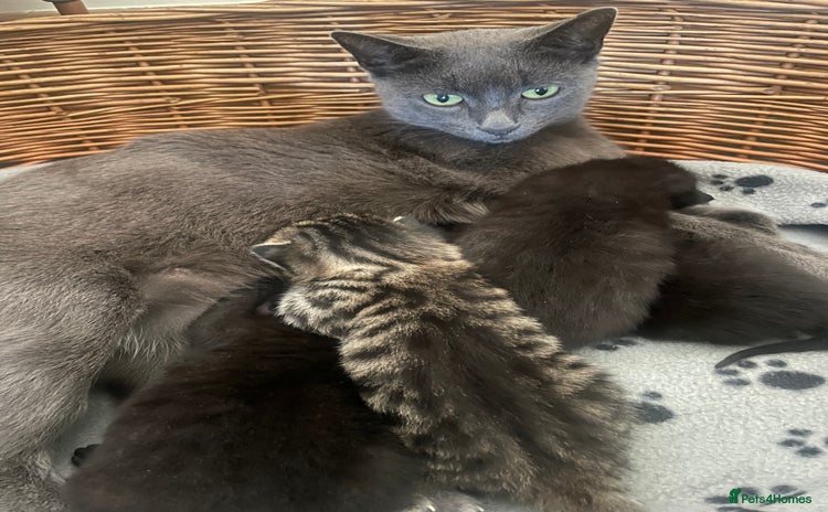 Mixed Breed cats - Advert 2