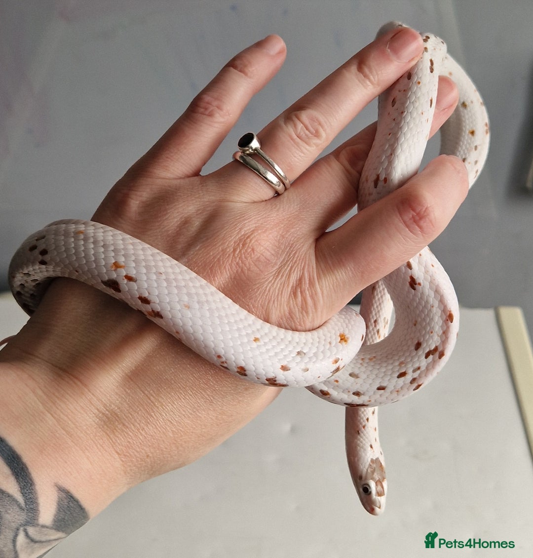 Corn Snake reptiles for sale: Palmetto Cornsnake - Image 4