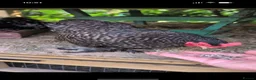 Chickens poultry for sale: Pekin bantam girls  - Advert 2