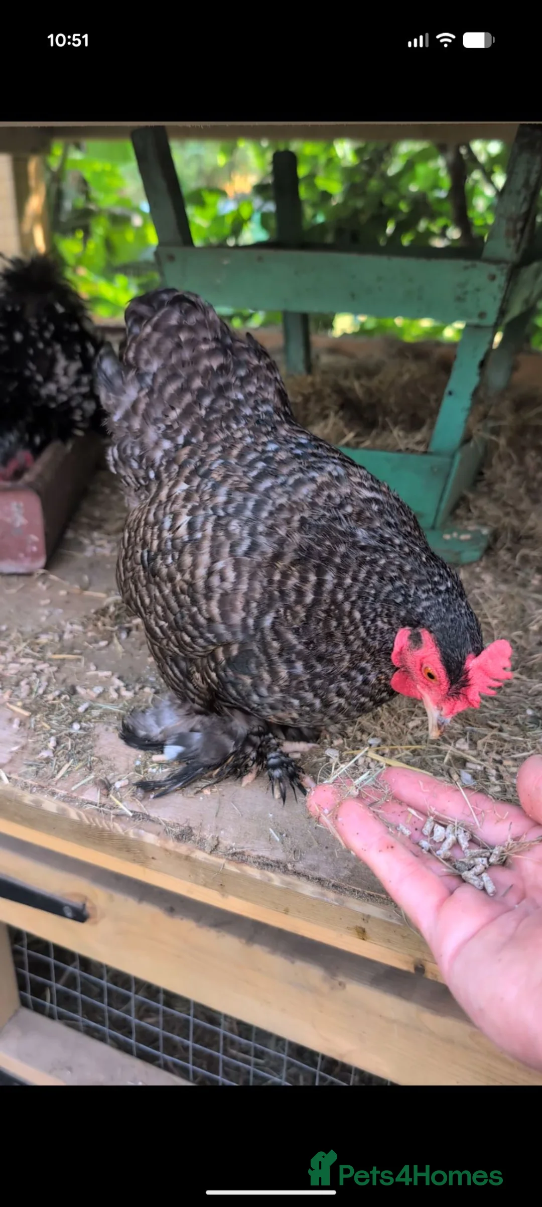 Chickens poultry for sale: Pekin bantam girls  - Advert 2