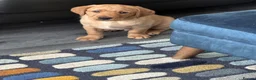 Labrador Retriever dogs for sale: Free to a good home in Currie - Advert 2