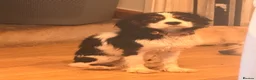 Cavalier King Charles Spaniel dogs for sale: Boy Caviler King Charles   - Advert 4