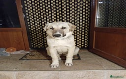 Mixed Breed dogs for sale: Female - Image 1